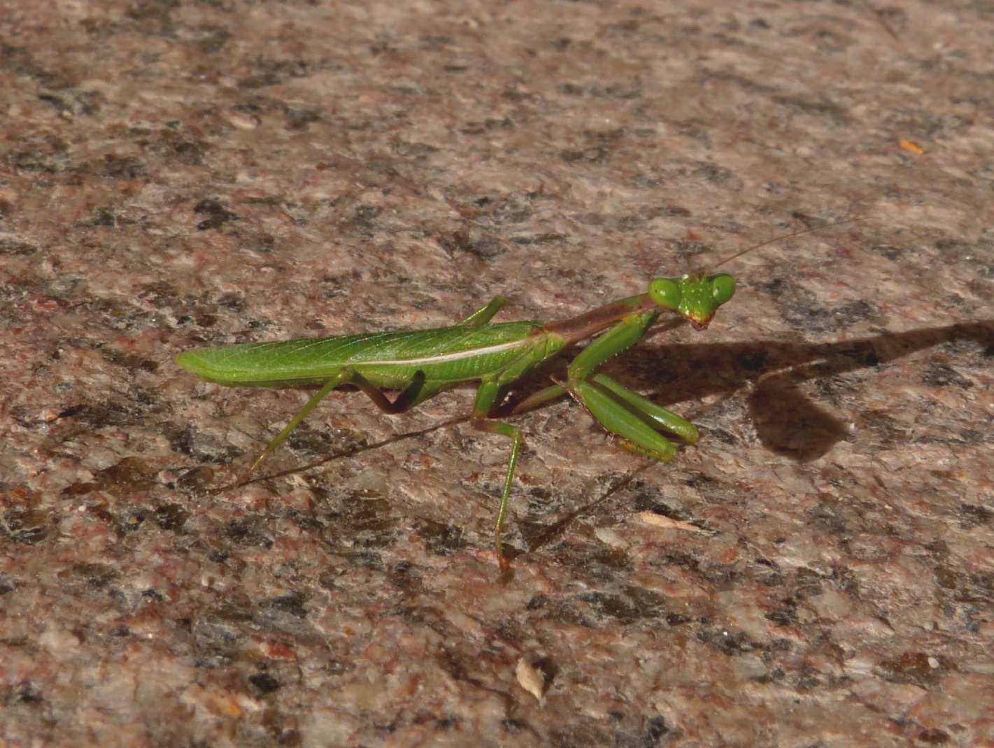 Iris oratoria in posa terrifica